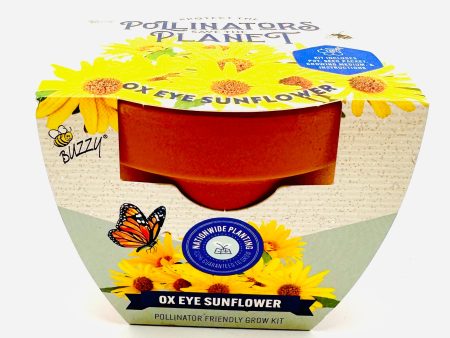 Ox Eye Sunflower Grow Kit Clay For Sale