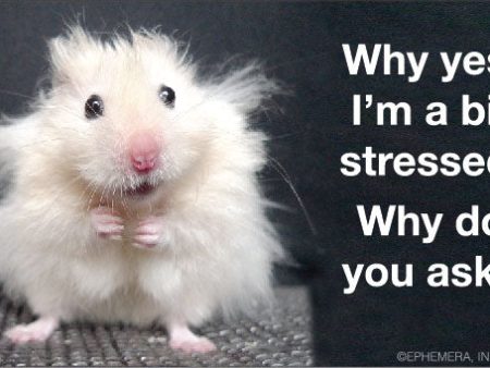 Why Yes I m Stressed Bumper Sticker Hamster Fashion